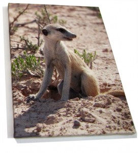 Meerkat on sand on a photo canvas print