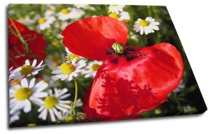 Poppy and white flowers on photo canvas print