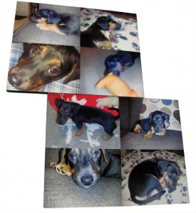 puppy photo prints
