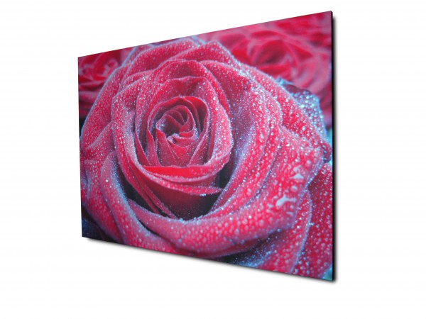 Red rose on a photo canvas print