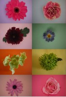 blooming-marvellous-competition-cut-out-flowers