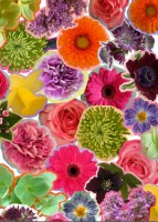 blooming-marvellous-competition-flower-print