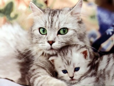 baby cat and its mother