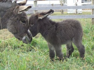 baby donkey with its mother