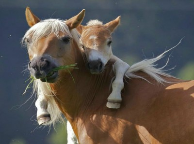 baby horse with its mother