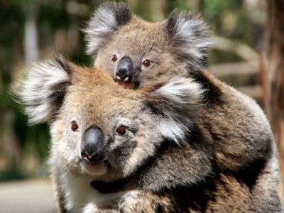 baby koala with its mother