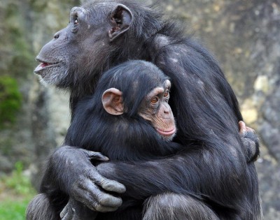 mother chimp hugging her child
