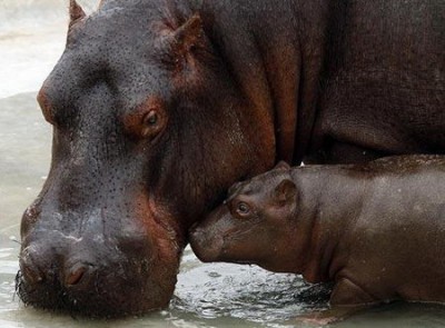baby hippo with its mother