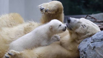 polar bear mother with her cub