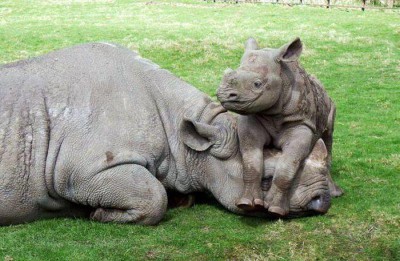 baby rhino with its mother