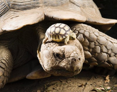 baby tortoise with its mother