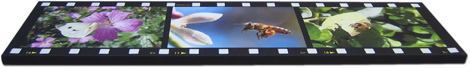 filmstrip