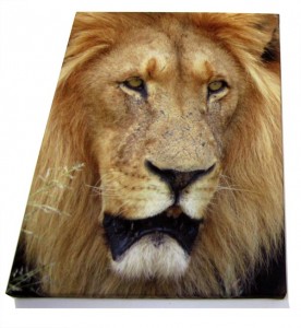 Close up of a lion on a photo canvas print