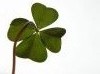 leap year proposals with photo gifts shamrock for luck