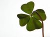 leap year proposals with photo gifts / shamrock for luck