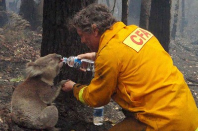 firefighter-koala-rescue