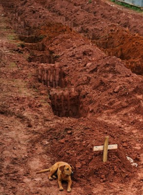 leao-dog-waits-by-grave-of-owner