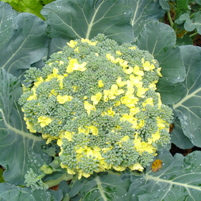 flowering-broccoli