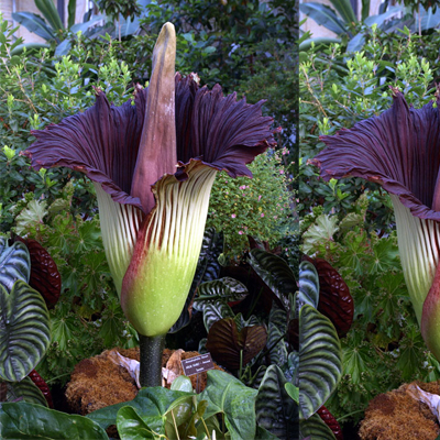 corpse-flower