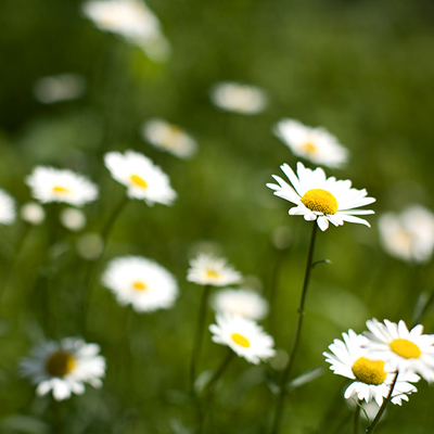 daisies