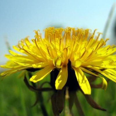 yellow-dandelion