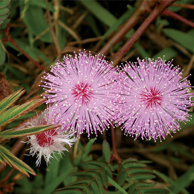 mimosa-pudica