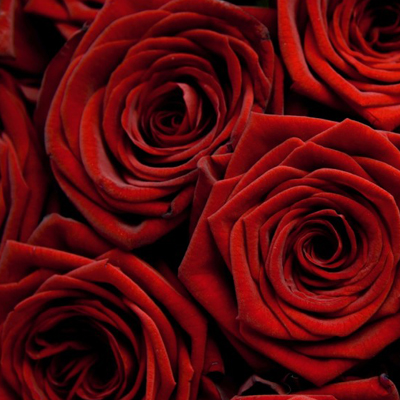 red-roses