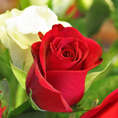 red-and-white-roses