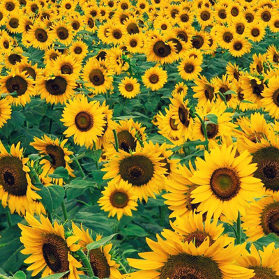 sunflowers