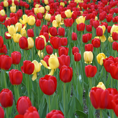 red-and-yellow-tulips