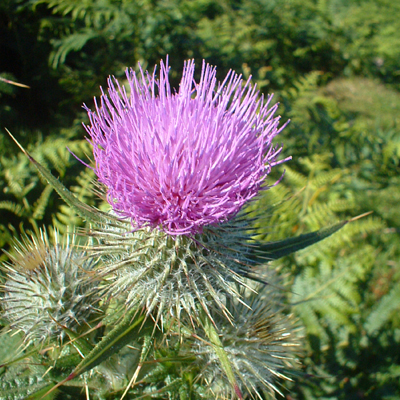 wild-thistle