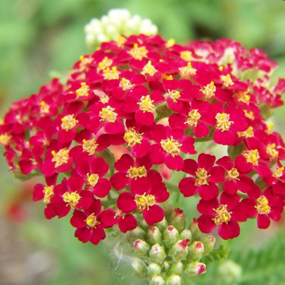 pink-yarrow-plant