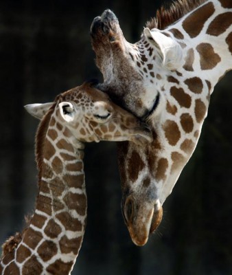 baby giraffe with its mother