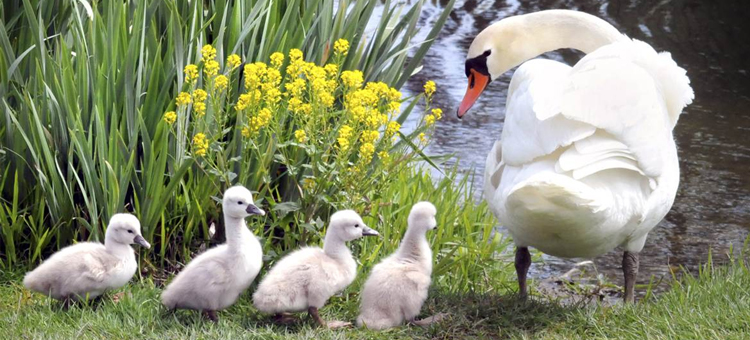 mother swan and her babies