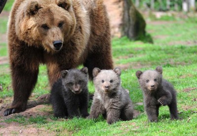 mother bear with her cubs