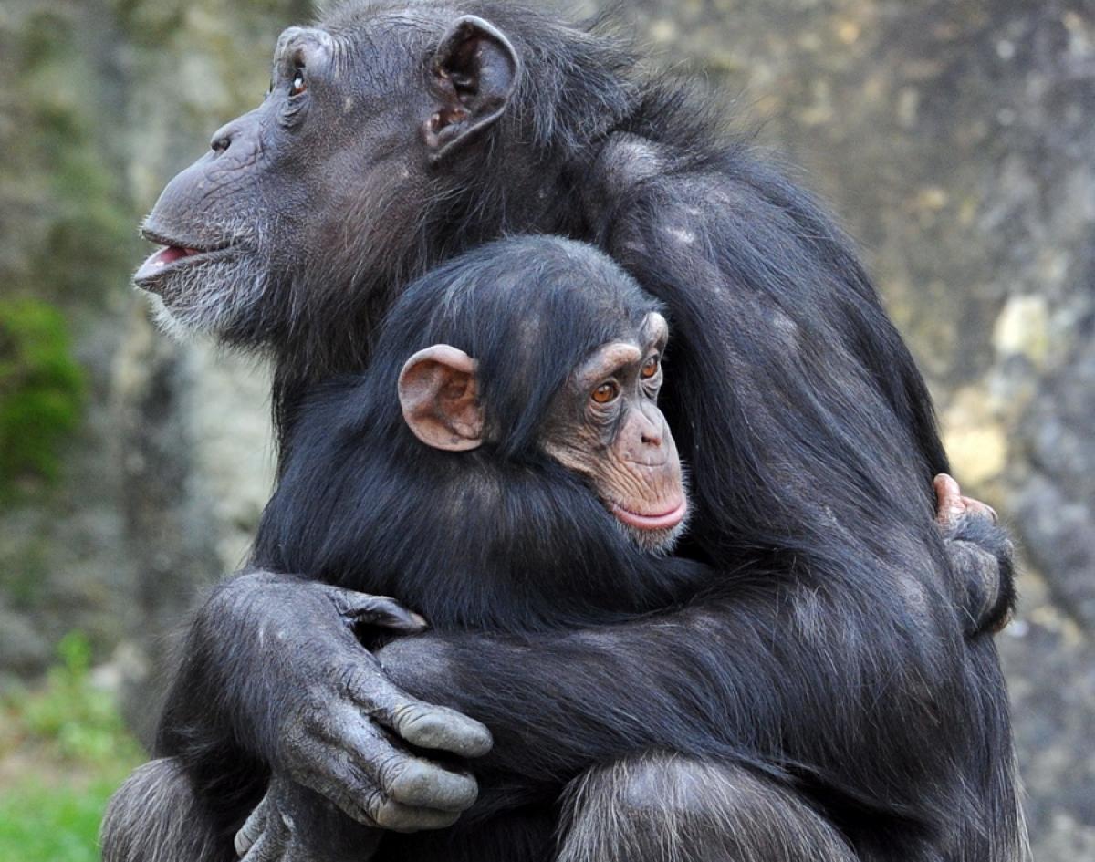 Cute Baby Animals And Their Mothers