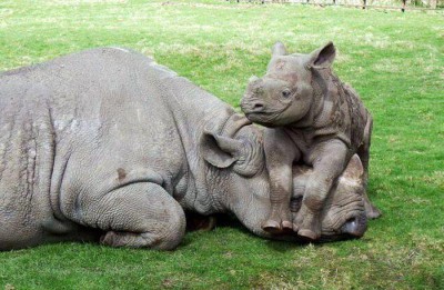 baby rhino with its mother