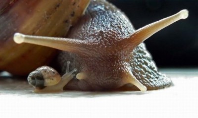 baby snail with its mother