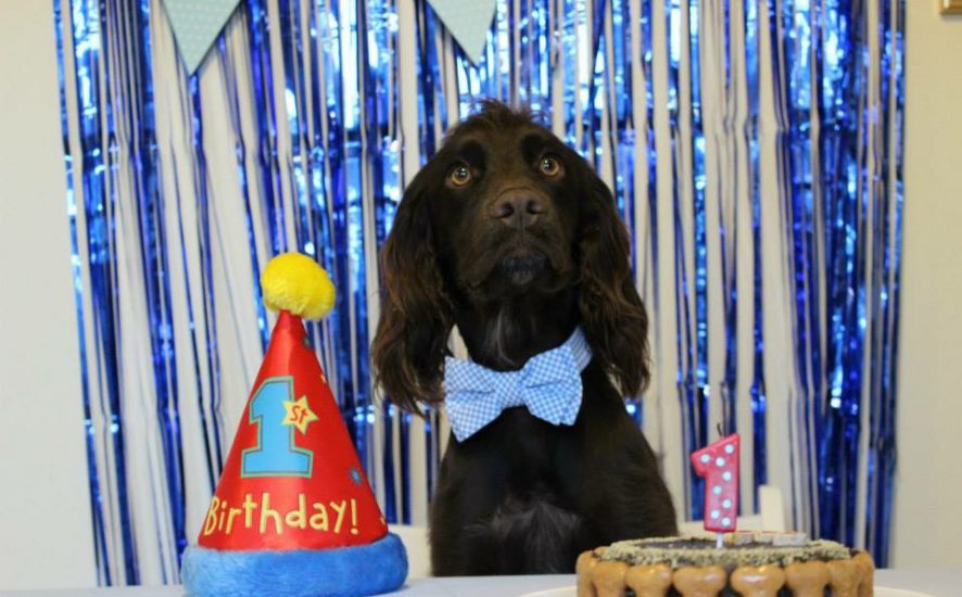 Dog birthday party header