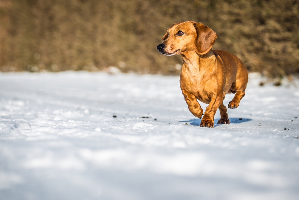 what to write on a christmas gift dachshund